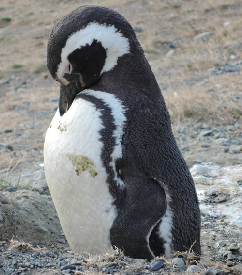 Punta Arenas