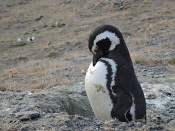 CHILE - Punta Arenas